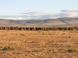 Bologonja_Seronera2009-36